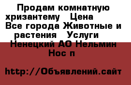 Продам комнатную хризантему › Цена ­ 250 - Все города Животные и растения » Услуги   . Ненецкий АО,Нельмин Нос п.